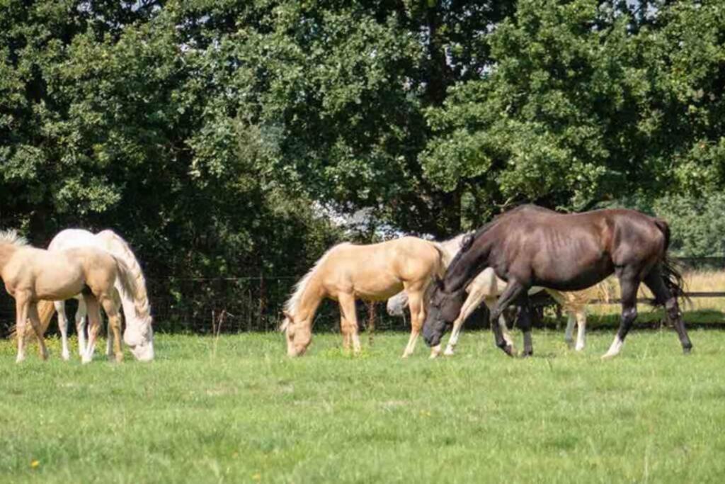 Langford Farmhouse - New Forest National Park Luxury 4Bd, Hot Tub, Cinema, 10 Acres Bartley Екстер'єр фото