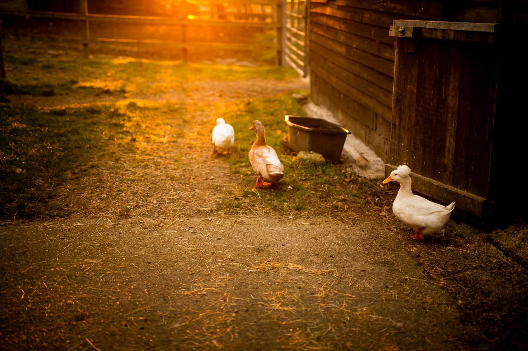 Langford Farmhouse - New Forest National Park Luxury 4Bd, Hot Tub, Cinema, 10 Acres Bartley Екстер'єр фото
